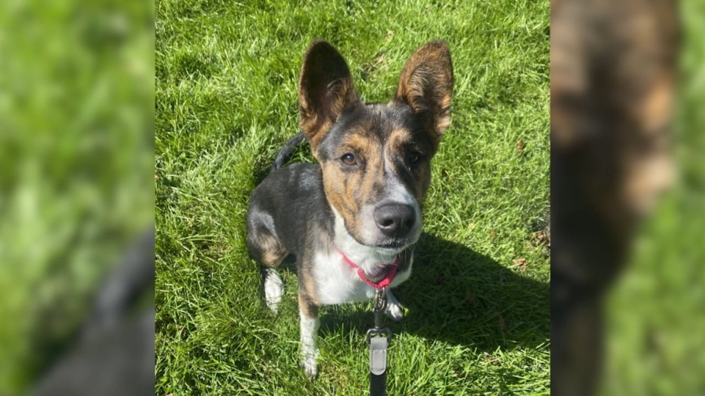 Pick Of The Litter: Meet Borat!