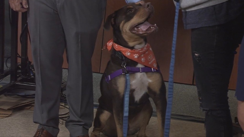 Pick Of The Litter: Meet Rocco!