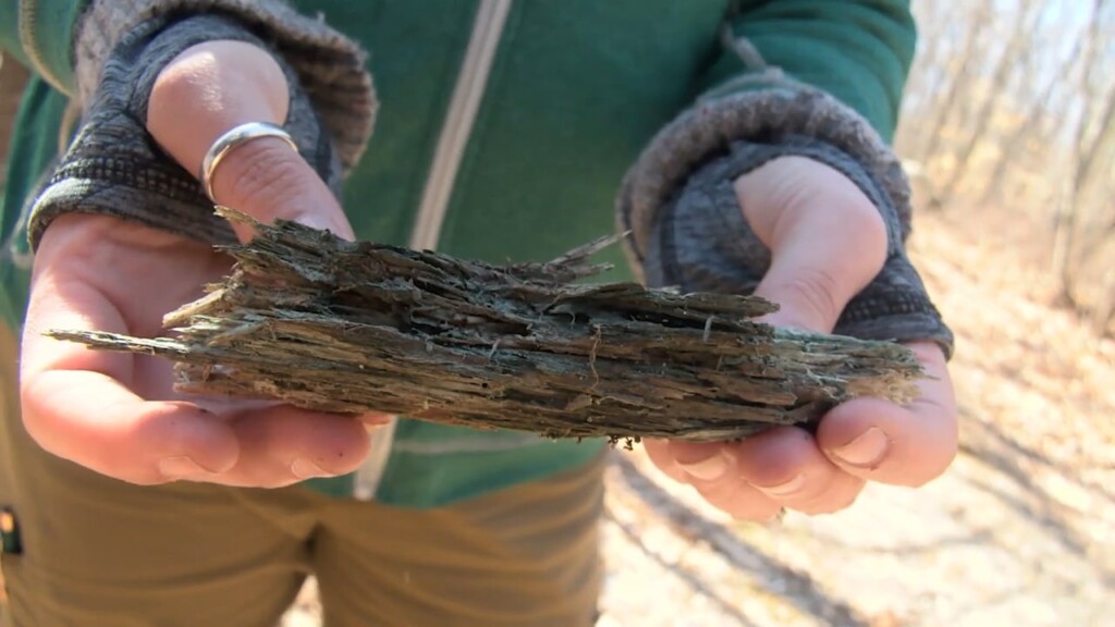 Kelly Foraging For Fungus