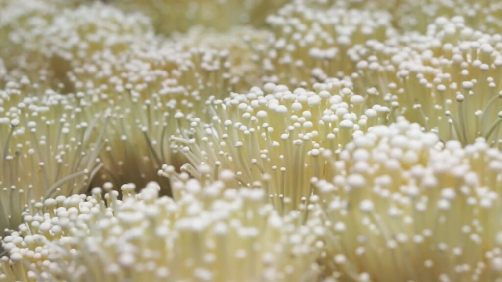 Kelly Last Of Us Mushroom Pkg