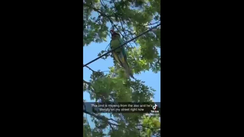 Macaw Tik Tok