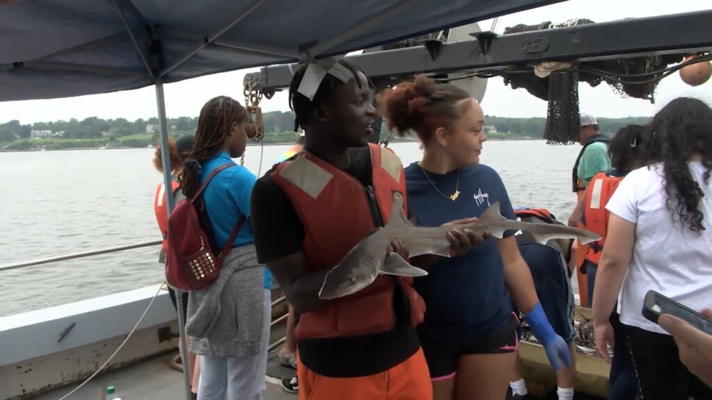 Dan Uri Shark Week Pkg