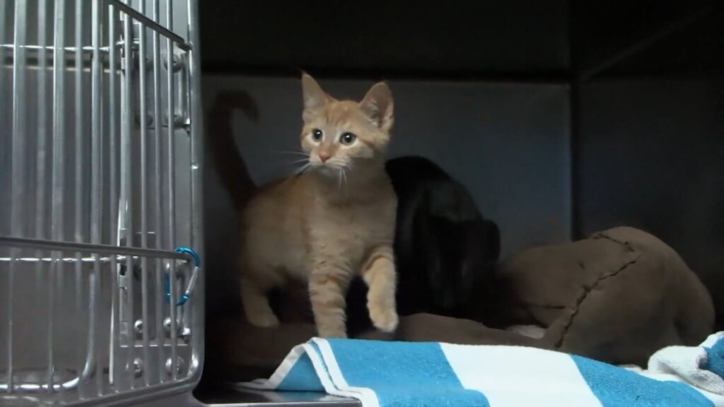 Providence Shelters See Uptick In Lost Animals After 4th Of July