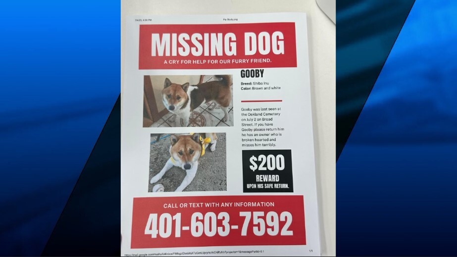 Lost Dog