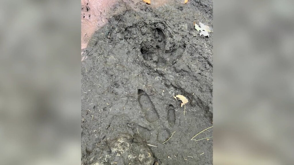 Dan Emu In Lakeville