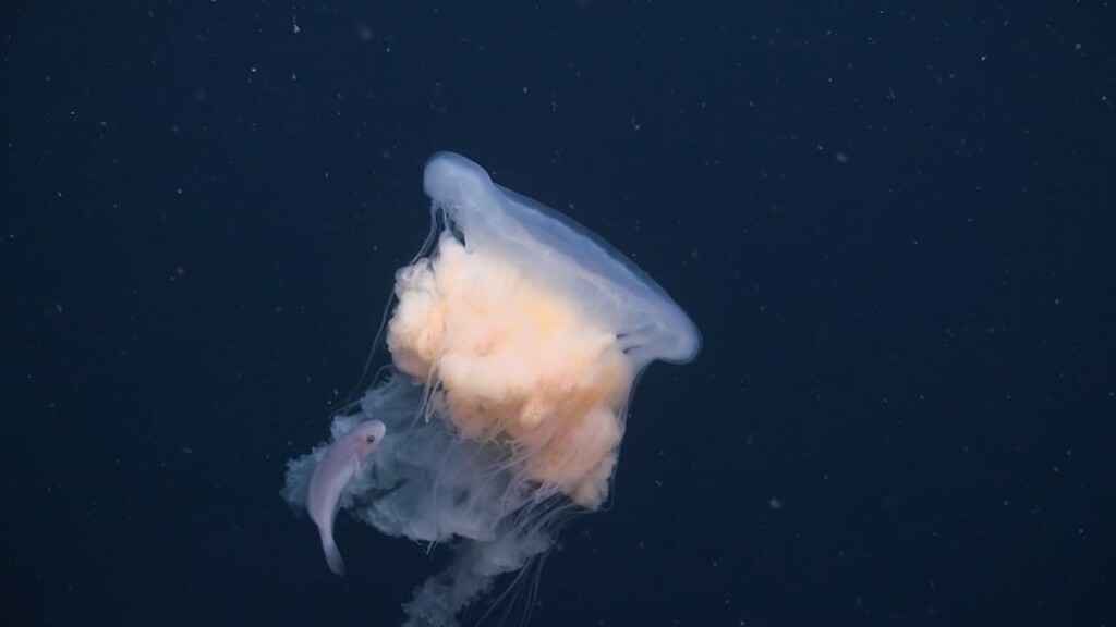 Uri Professors Identify Deep Sea Species