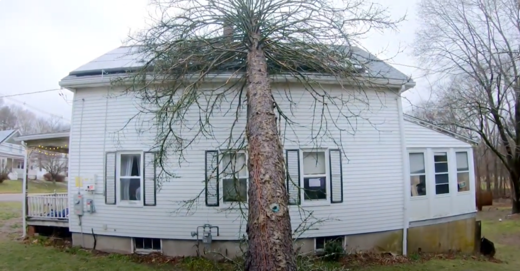 Tree On House