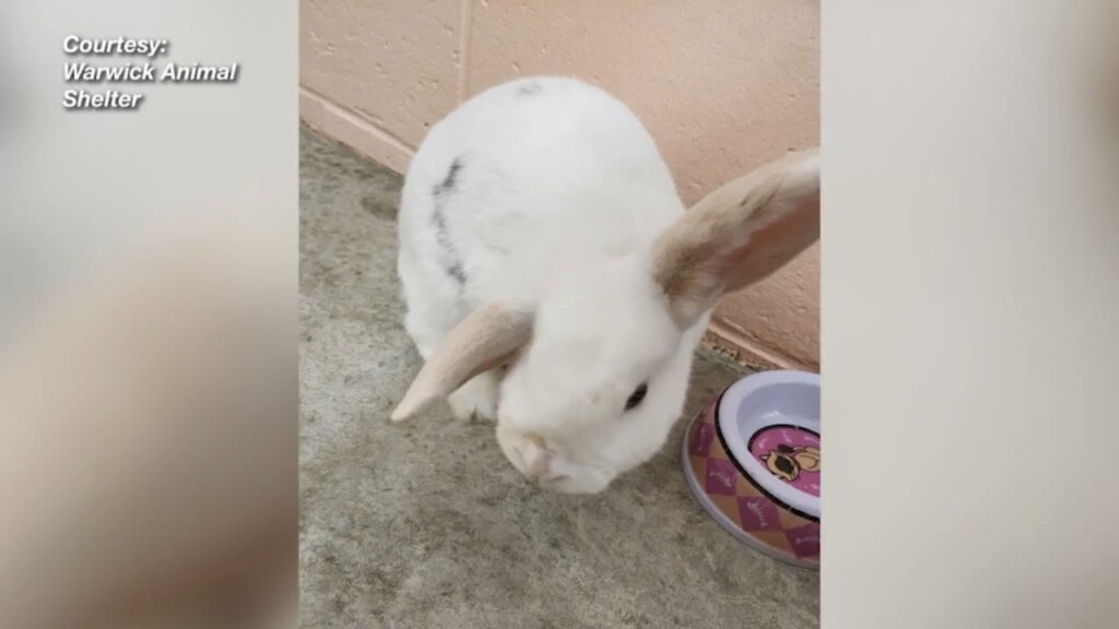 Warwick Animal Shelter Offering $500 Reward In Case Of Abandoned Rabbits