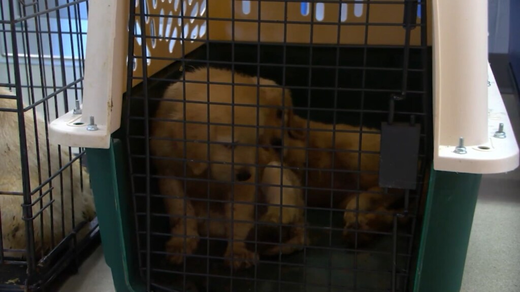 Nearly 30 Dogs Seized In Hopkinton