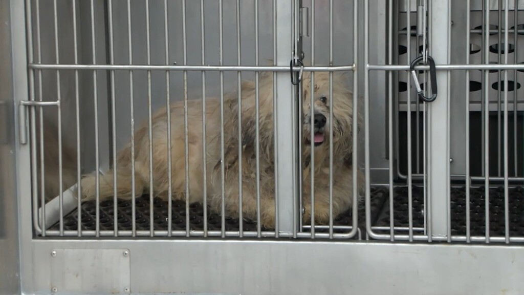 46 Dogs Hoarded In Pawtucket Receiving Care, Foster Opportunities To Follow