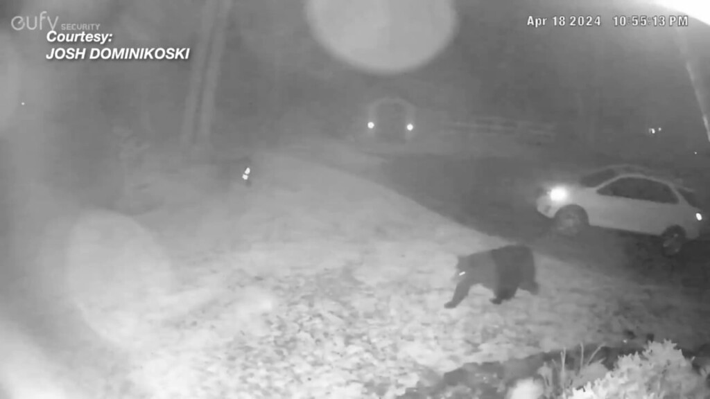 Bear Sighting In Coventry