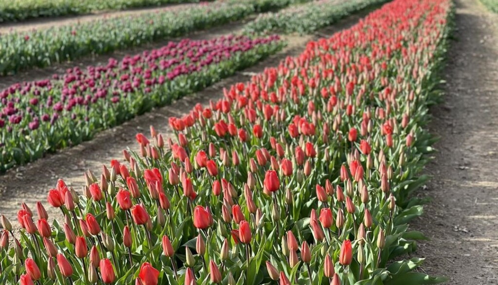 Tulips