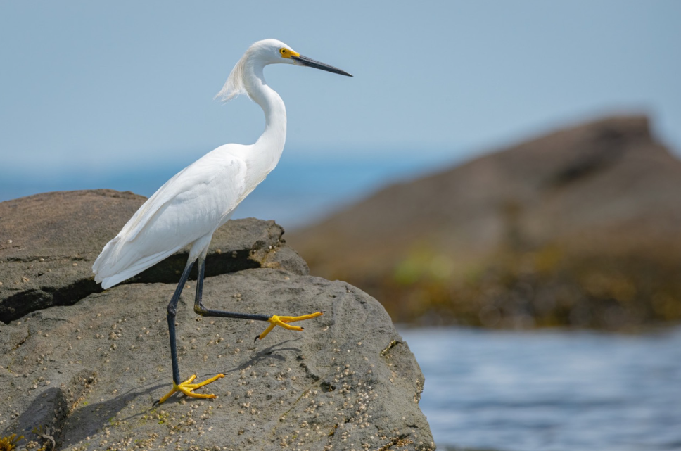 Egret