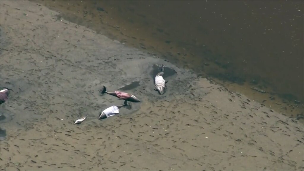 Dolphins Stranded On Cape Cod