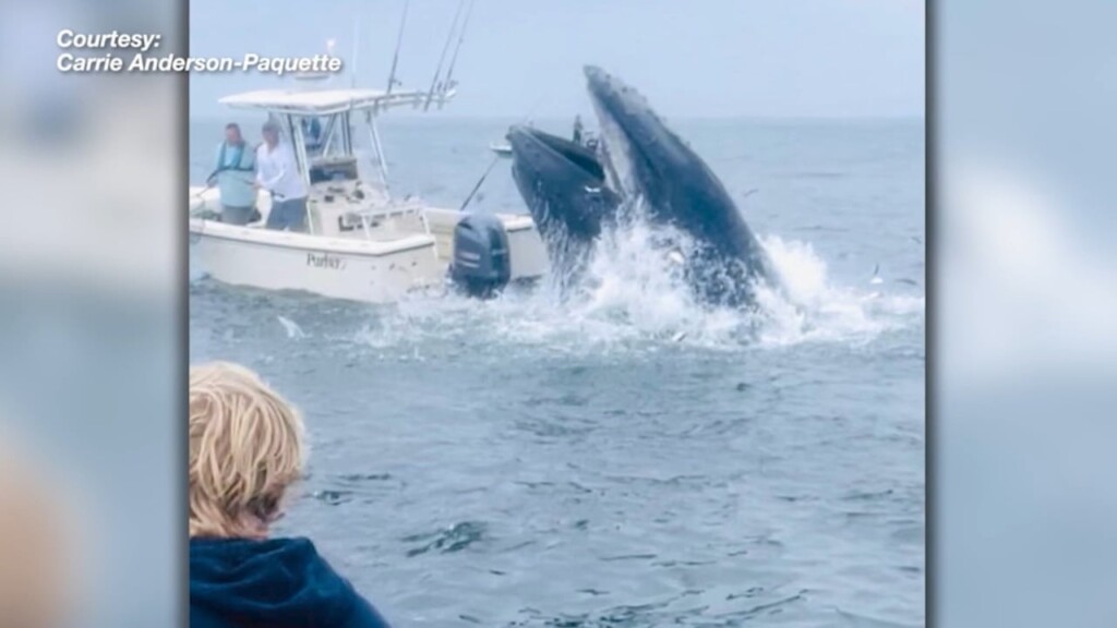 Breaching Humpback Whale Lands On Boat In Portsmouth