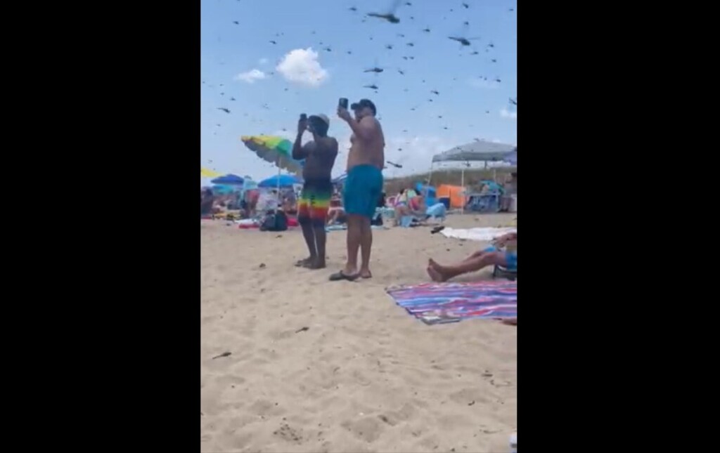 Dragonfly Apocalypse At Misquamicut