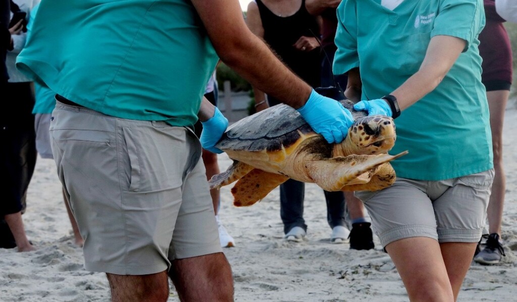 453405658 910424071125850 8273420552824789518 N