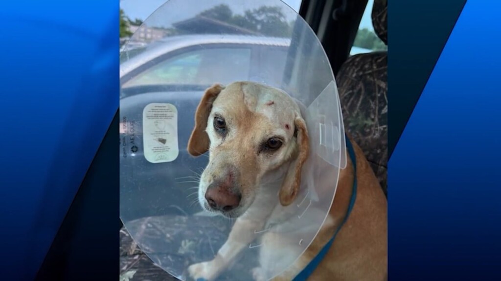 Glocester Family Jumps Into Action To Save Dog From Rabid Bobcat