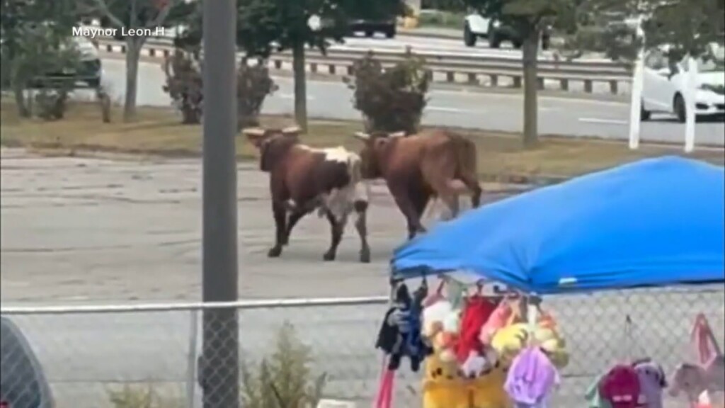 Bull Still On The Loose In North Attleboro