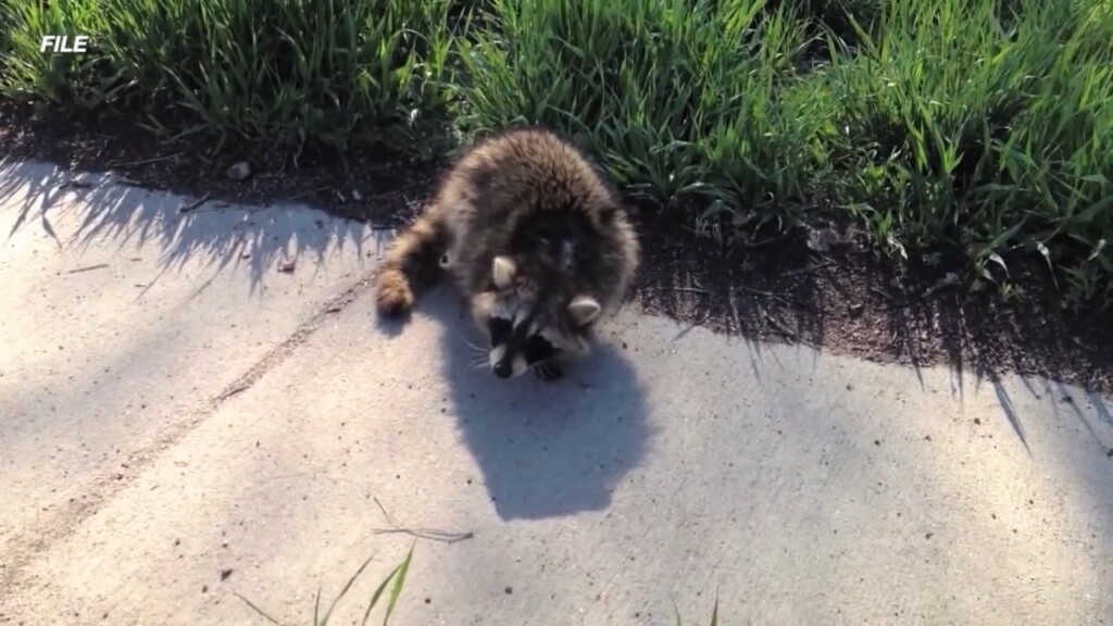 Warnings After Rabid Raccoon Found In New Bedford