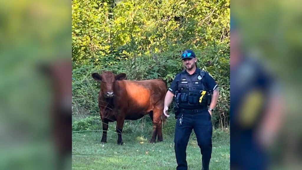 Officers Help Wrangle Loose Cow In East Bridgewater