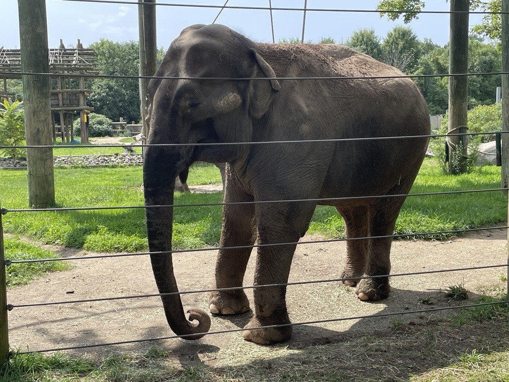 66 Year Old Asian Elephant Ruth Standing In The Outer Yard Of Bpzoos Elephant Habitat