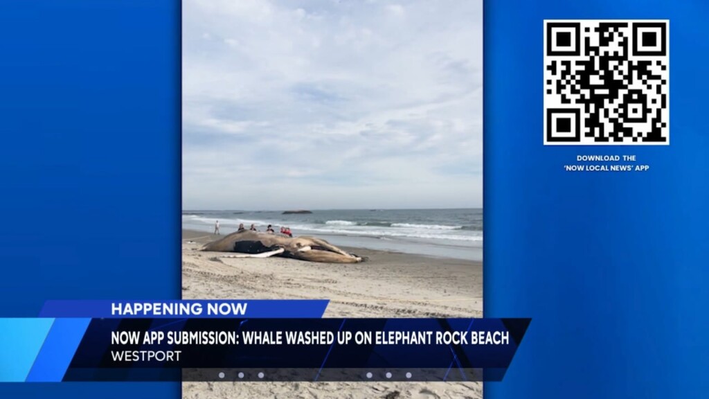Whale On Beach In Westport