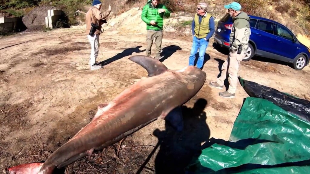 Greatwhitesharkcapecod