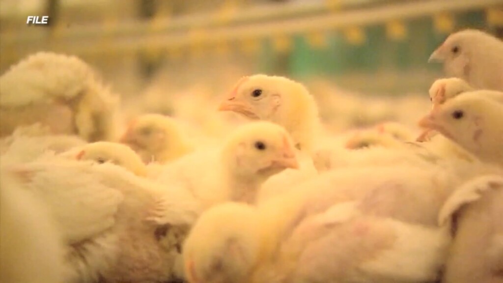 Ridem Bird Flu Briefing