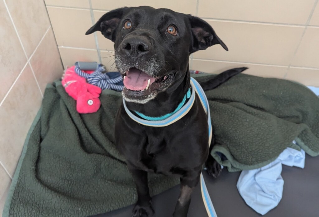 Nancy Can Be Adopted During Open Hours At The Northeast Animal Shelter Credit Mspca Angell2