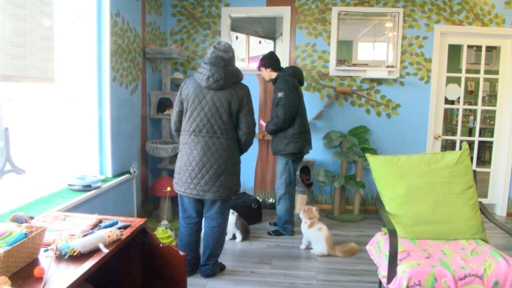 Cat Cafe Back Open In Tiverton, Looking To Secure Rescue Permit