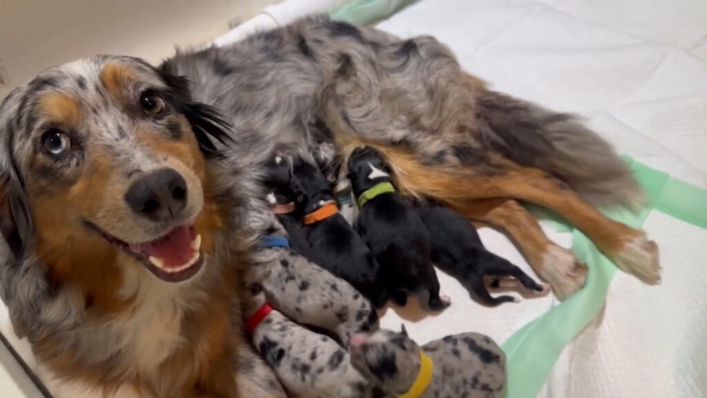 High School Student's Senior Project Raises Money To Help Foster Ranch Provide Service Dog To Veteran