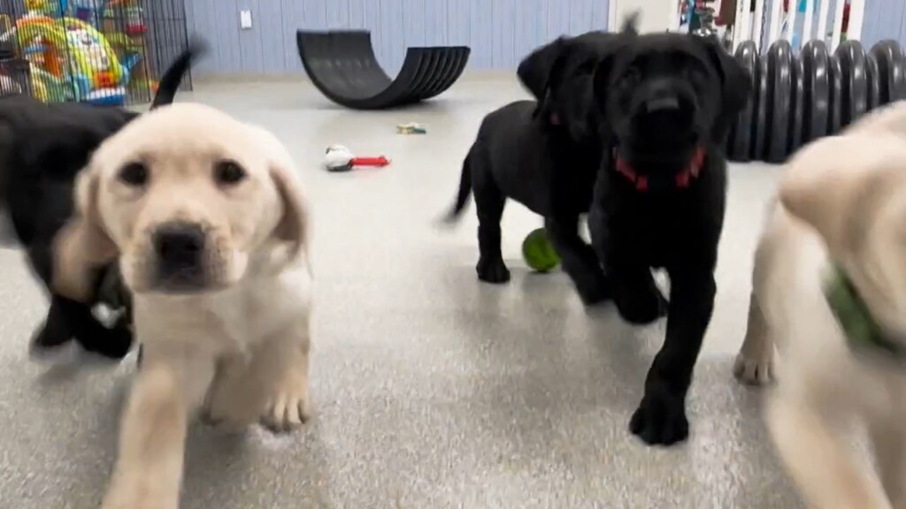 Neads World Class Service Dogs Looking For Puppy Raisers For 13 Labradors