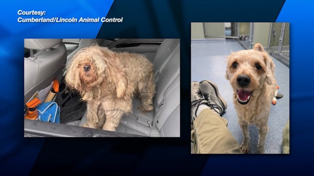 Cumberland Animal Control Says Rescued Dog Is 'feeling And Looking So Much Better'