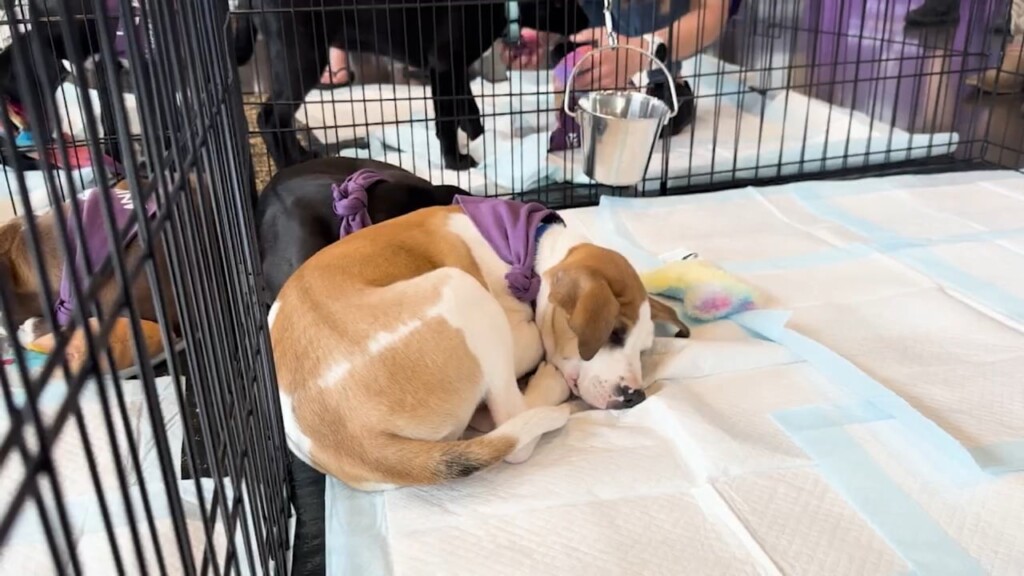 Dog Adoption Event In Providence