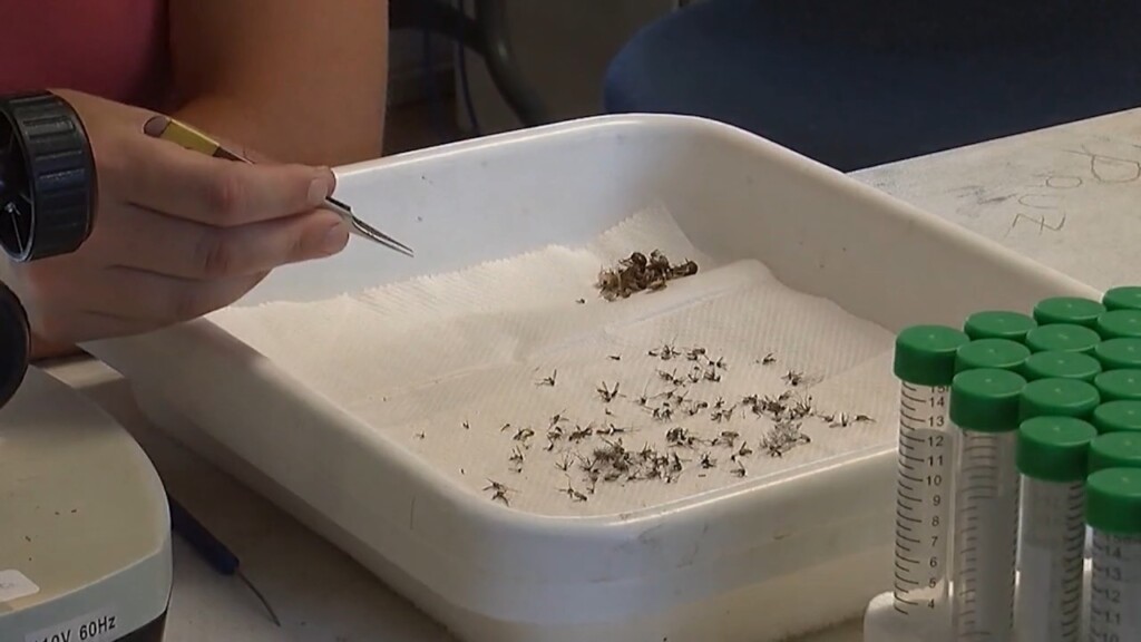 Experts Address Mosquito Concerns As Weather Warms