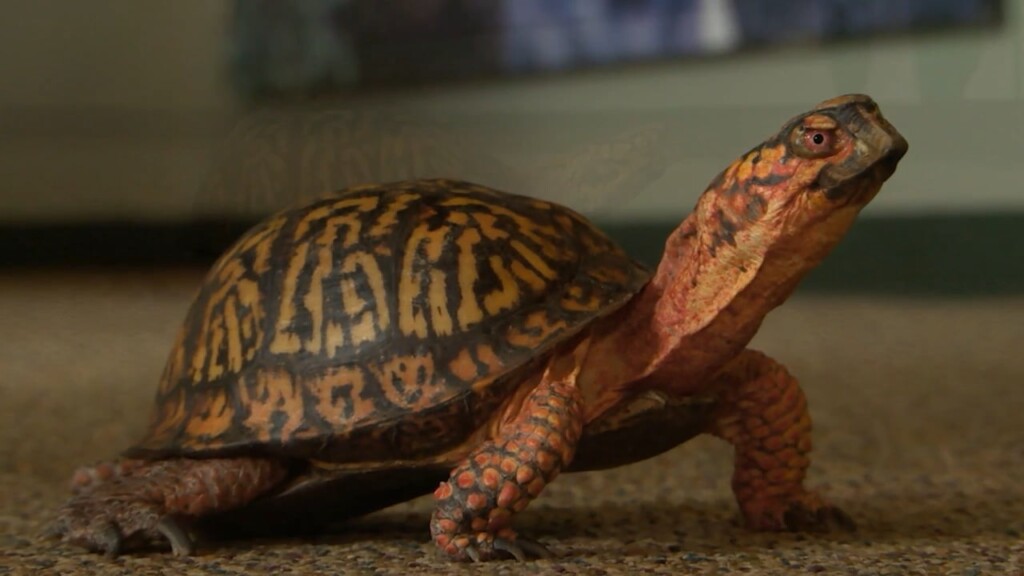 World Turtle Day 2025