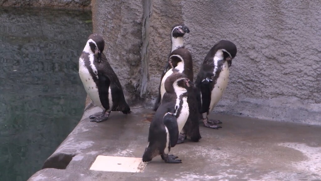 Penguins Return To Providence