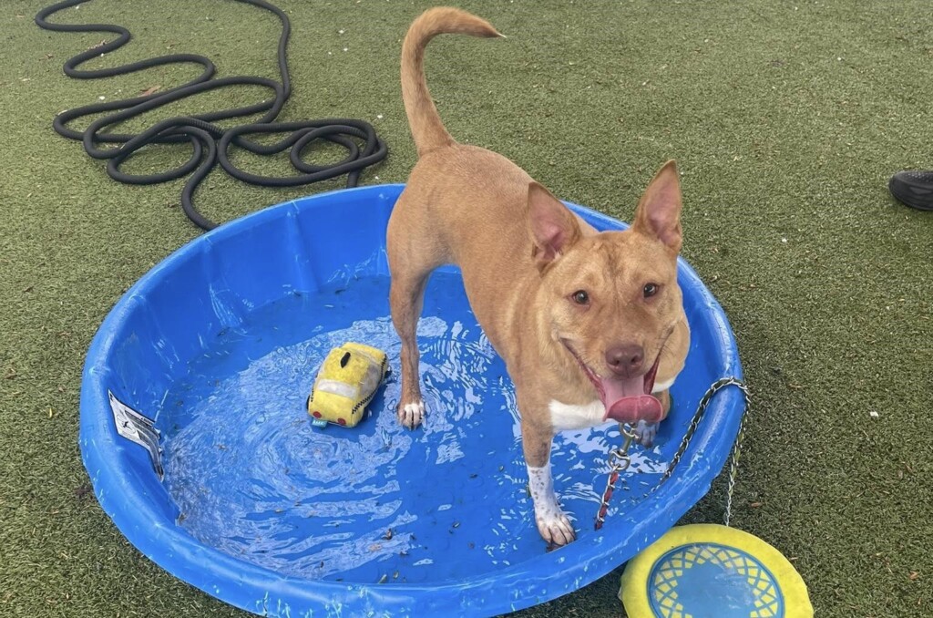 Giving Dogs Access To Water Helps Them Keep Cool As They Acclimate To Warmer Weather Credit Mspca Angell