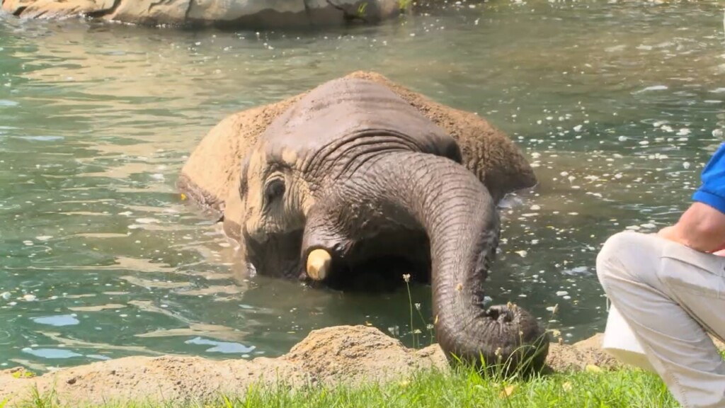 Roger Williams Park Zoo Keeping Animals Cool During The Heat