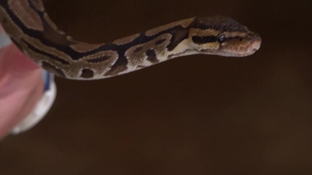 World Snake Day Ri Audubon