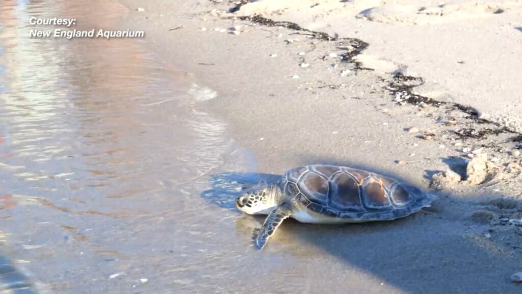 New England Aquarium Releases 7 Sea Turtles At West Dennis Beach
