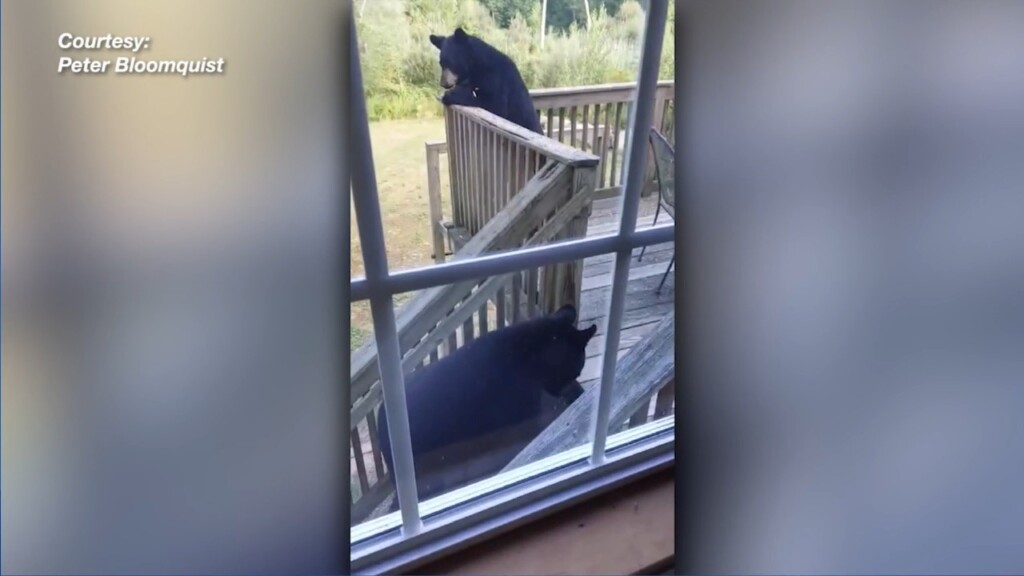 Black Bears Spotted In West Greenwich