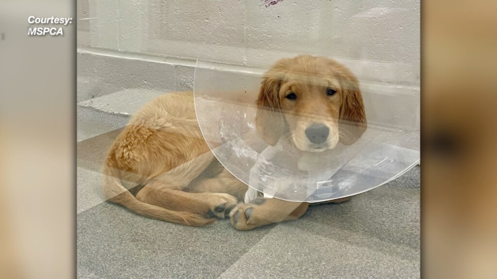 Mspca Urges Dogs Owners To Vaccinate Animals Against Parvovirus