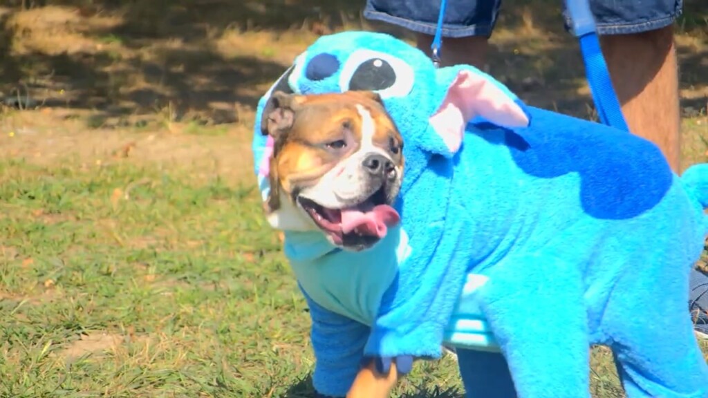 'paws In The Park' Raises Funds For Animals At Rispca