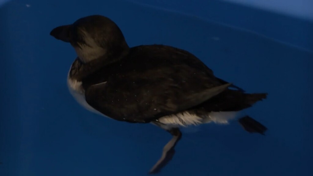 Abc6 Puffin Rescue Live Interview At Congress Of The Birds In Glocester