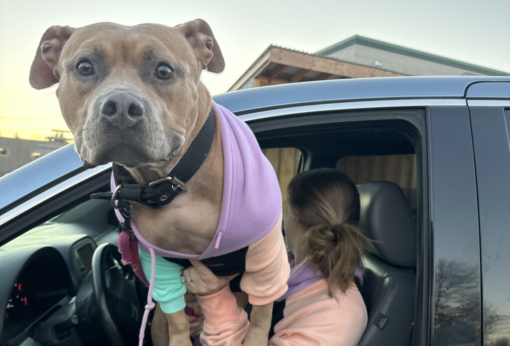 One Of The Many Dogs Whove Visited A Pop Up Food Pantry In November Credit Mspca Angell1