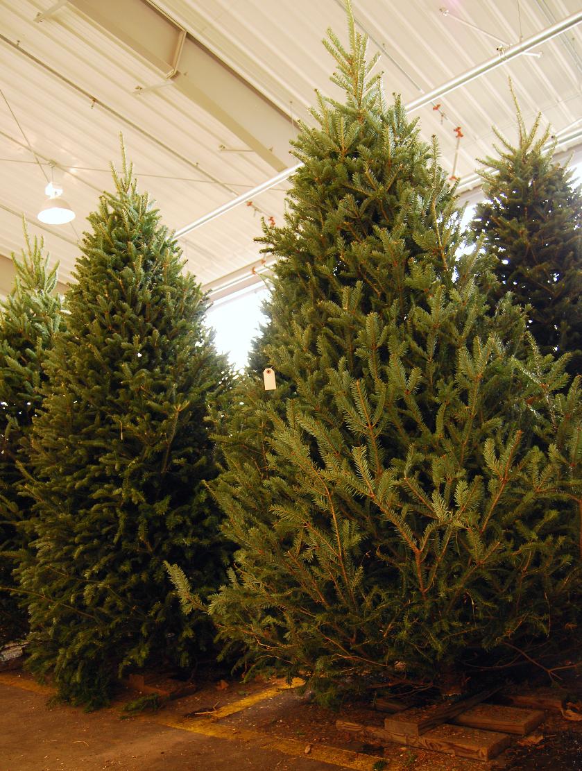 West Columbia has new uses for old Christmas trees ABC Columbia