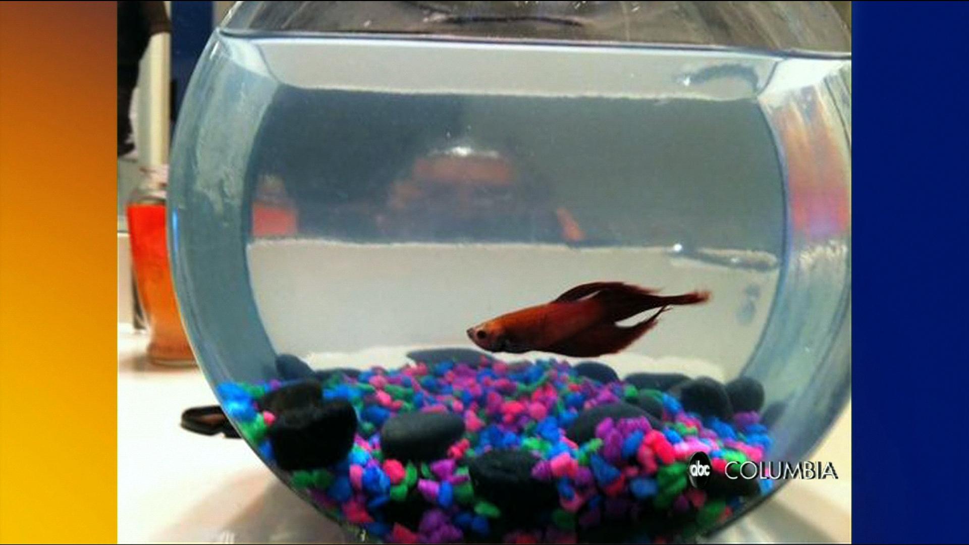 Repati Fish R.I.P. Reptar The Fish - ABC Columbia