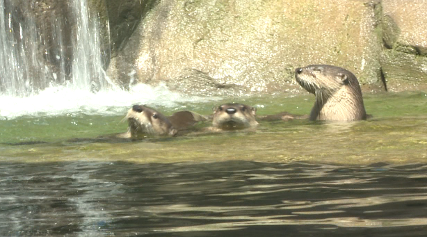 Riverbanks Zoo Introduces Two New Exhibits - ABC Columbia